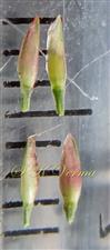  Spikelets
